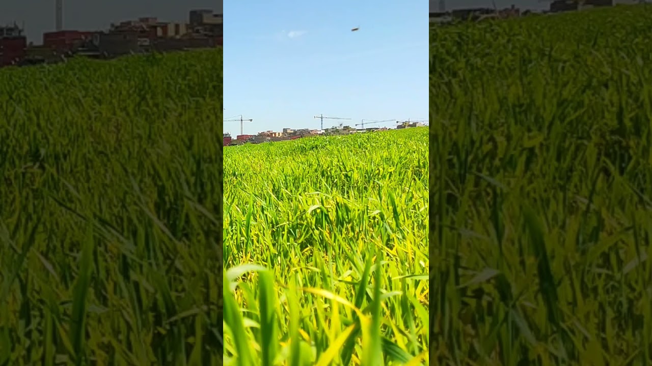 ريحة الدوار مع بريكة أحسن حلقة #المغرب #اكسبلور #اكسبلور #الوكره #تيك_توك #الجيلي #التغطيه #ترند 