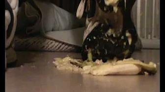 Nikestompbanana2.wmv