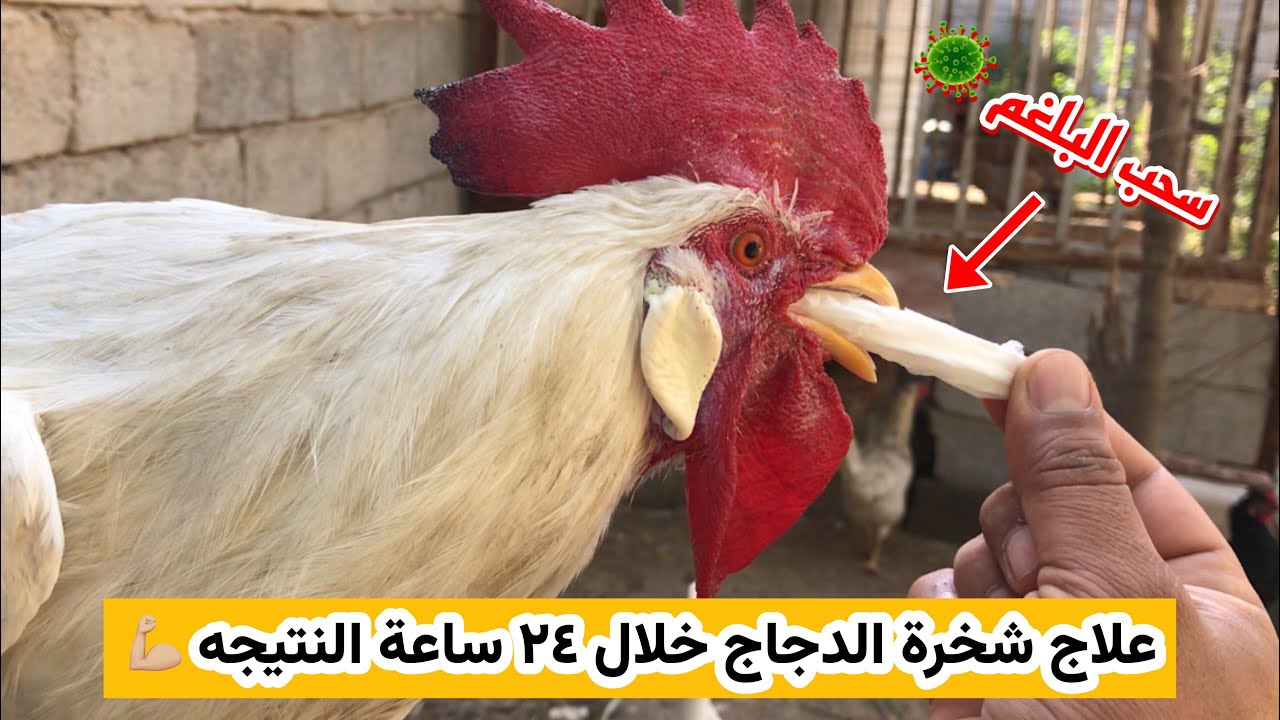 علاج ( الشخره) التنفسيه خلال ٢٤ ساعة تبين النتيجه 👍🏼