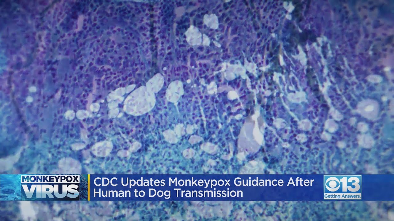 Evidence of human-to-dog transmission of monkeypox virus - The Lancet