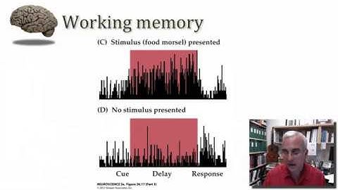 Associational Cortex of the Frontal Lobe part 1