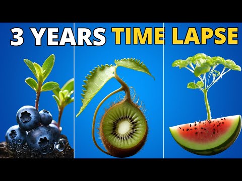 A Plant That Lives For Only One Season Of Growth