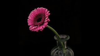 Beautiful flower images hd °° flower images video ~ by Sweet Smell screenshot 5