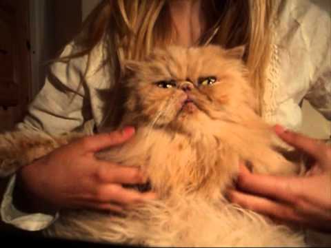 awesome-and-funny-persian-cat-!