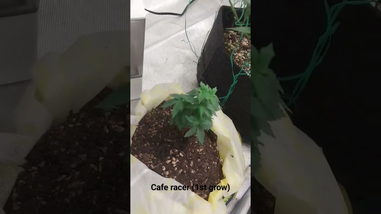 Cafe Racer. .flowering 