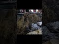 cleaning out composted manure from back of old barn. - Highlight Reel