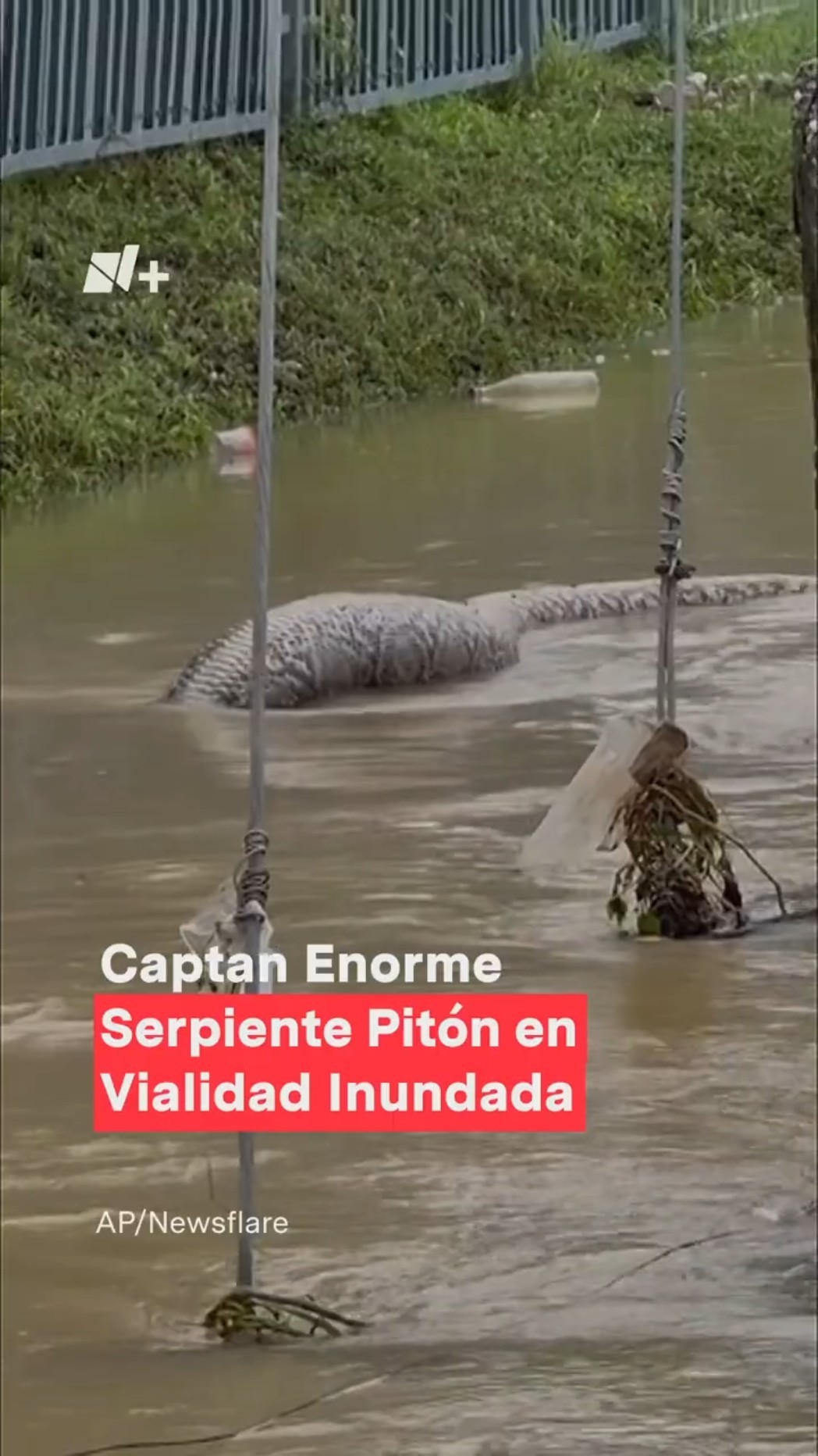 Captan enorme serpiente pitón en vialidad inundada - N+ #Shorts