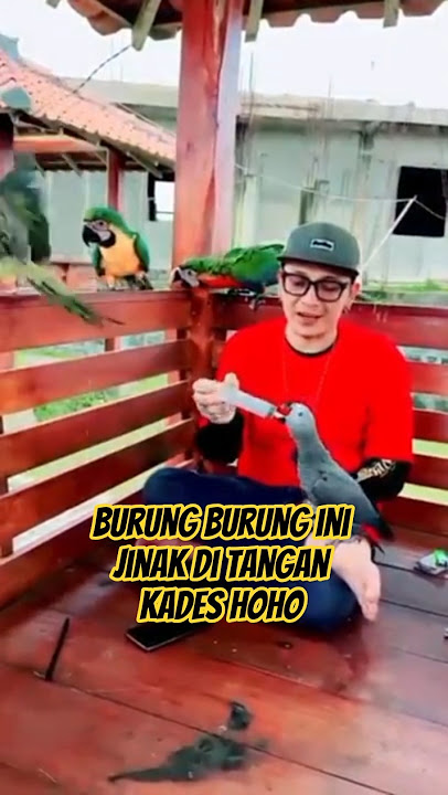 These Birds Are Tame in the Hands of the Hoho Village Head