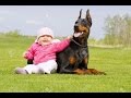 Doberman Dog Gives Baby Hugs and Laughs - Doberman Plays With Baby Compilation 2016 - Dog love Baby