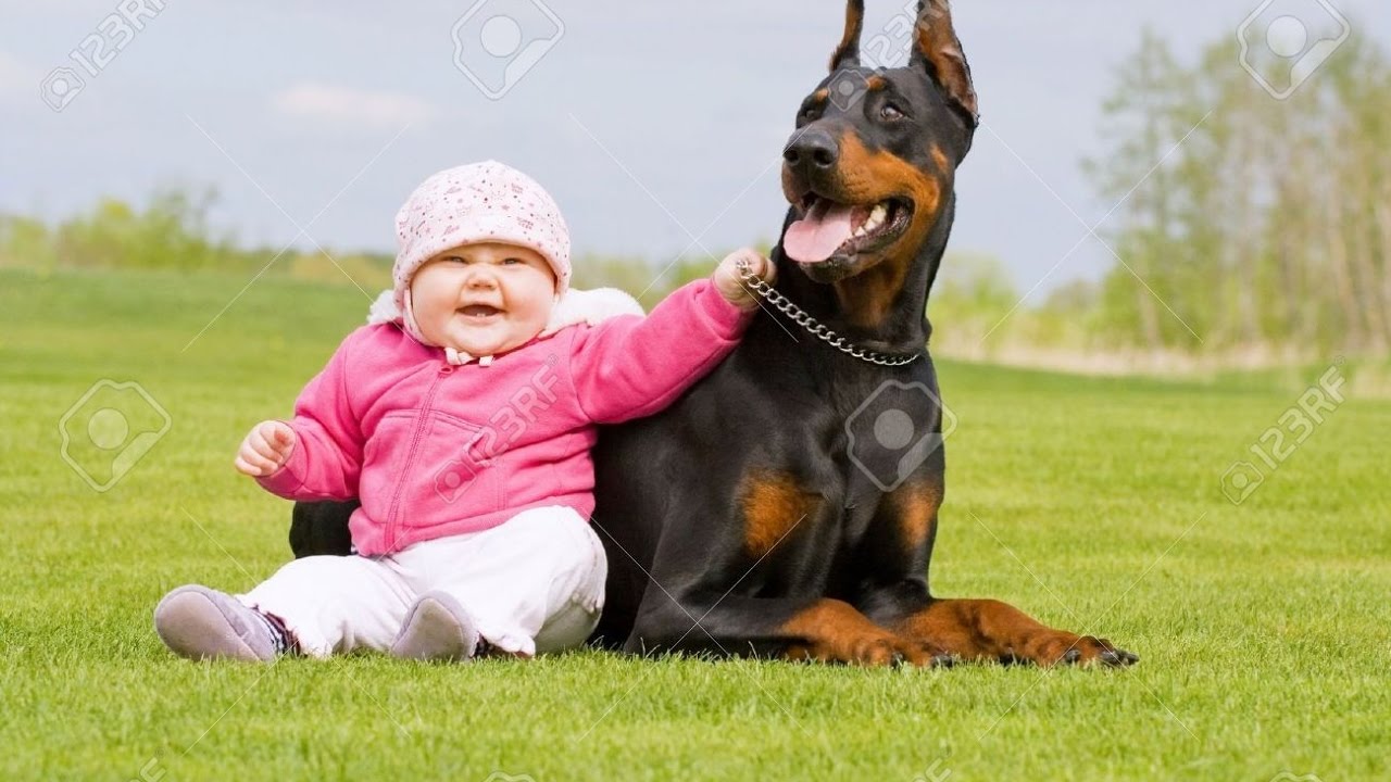 family doberman