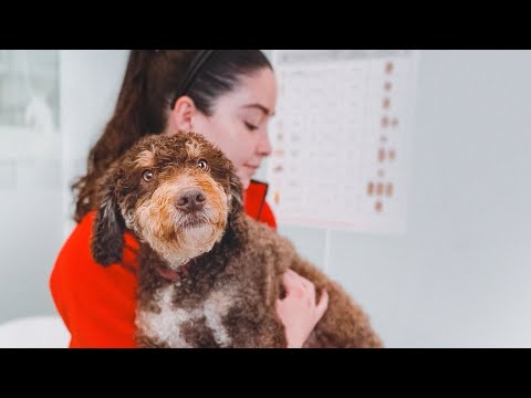 Video: Perro Adoptable de la Semana - Ida