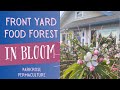 Front yard food forest in bloom april 2024