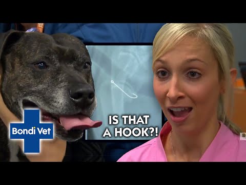 Video: Ako ušetriť psa, ktorý prehltol rybí háčik, bez chirurgického zákroku