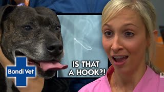 Are You SERIOUS?! Dog Swallows FISHING HOOK! | Bondi Vet