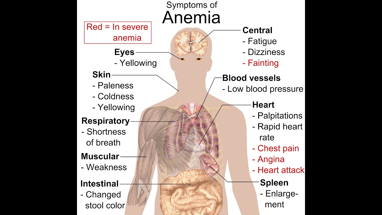 34 Drugs for Anemia YouTube