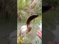 panen ikan saat pasang jaring
