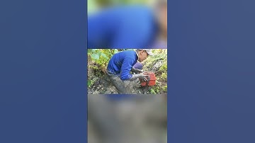 Hốt trọn ổ cá lóc #shorts #caloc