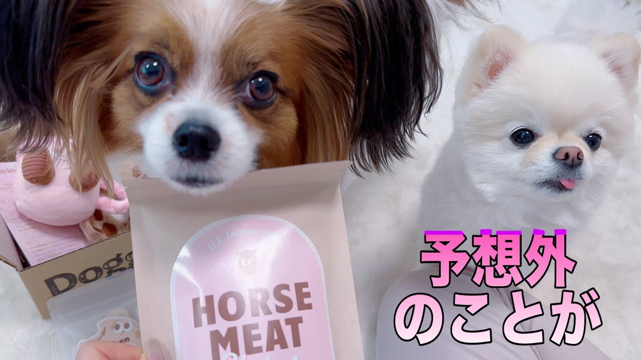 あの箱の開封をまかせたら予想外の行動に #パピヨン #ポメラニアン