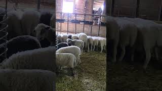 Ladies, line up! #faithfamilyfarming #replacementewes #growing #bestyearyet #lamb #sheep #hammertime