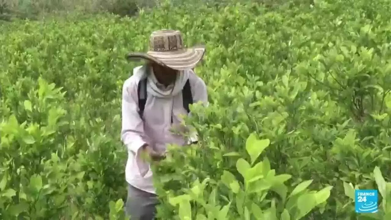Aumentan áreas cultivadas de coca en Colombia; producción de cocaína aumentó un 53% en 2023