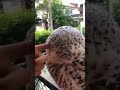 بومة كيوت Shorts 