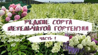 Редкие сорта метельчатой гортензии. Часть 1