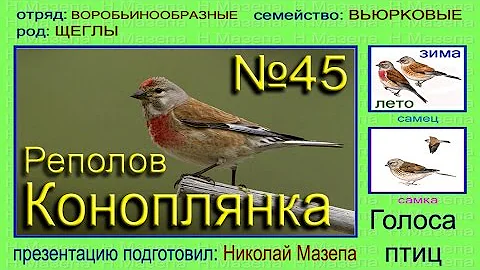 Коноплянка. Реполов. Голоса птиц