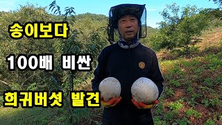 송이보다 100배 비싼 희귀 버섯 발견했다. 밤나무 밭에서 횡재한 사람.