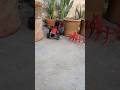 mini rc tractor shorts viral