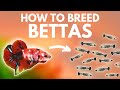 How to Breed Bettas: Getting the Eggs (Part 1)