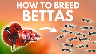 How to Breed Bettas: Getting the Eggs (Part 1)