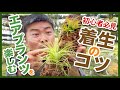 【初心者必見】エアプランツの楽しみ方 ちょっとのコツで【着生】