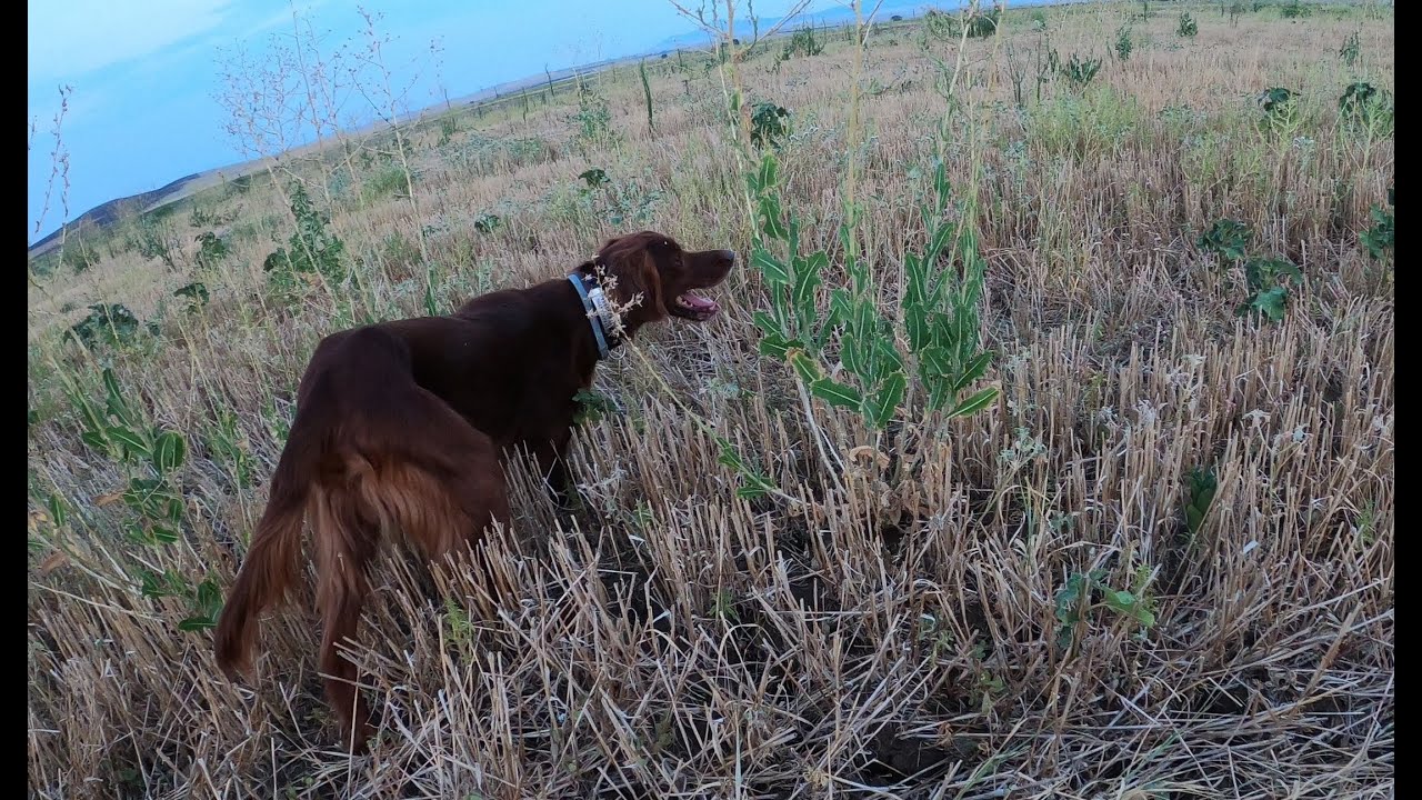ΚΥΝΗΓΙ  ΟΡΤΥΚΙΟΥ ΜΕ ΤΟΝ ENZO! IRISH SETTER HUNTING!