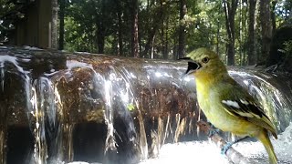 suara burung Sirtu_Cipoh dengan terapi air cocok buat sirtu macet bunyi