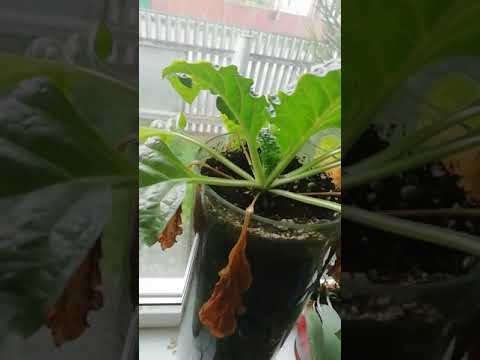 Video: Kako razmnožiti korijen mandragore: saznajte više o razmnožavanju mandragore