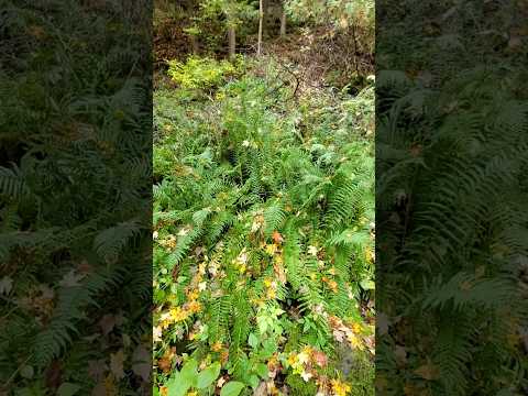 Homalosorus pycnocarpus (Glade fern) #shorts