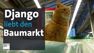 Django - der Baumarkt-Kater aus Starnberg | BR24