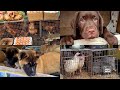 Рынок животных/Птичий рынок/Собачий рынок/Кошачий рынок/Староконный рынок в Одессе