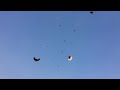 Красные Николаевские голуби в Енакиево