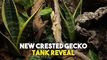 Building My Crested Gecko A Bioactive Tank | Viperia Vivarium