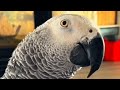 Family adopts a parrot now he wont stop talking