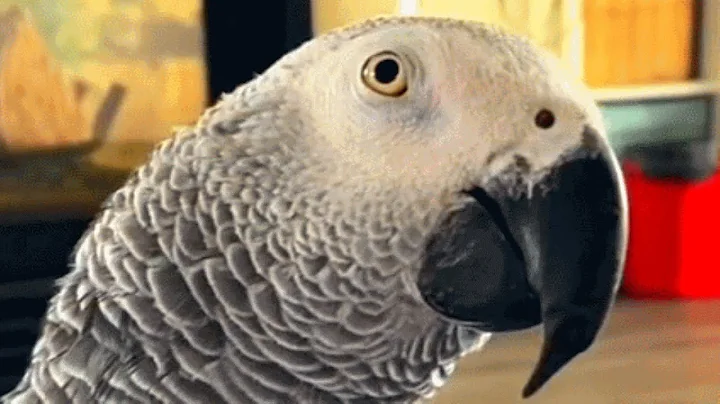 Family adopts a parrot. Now he won't stop talking. - DayDayNews