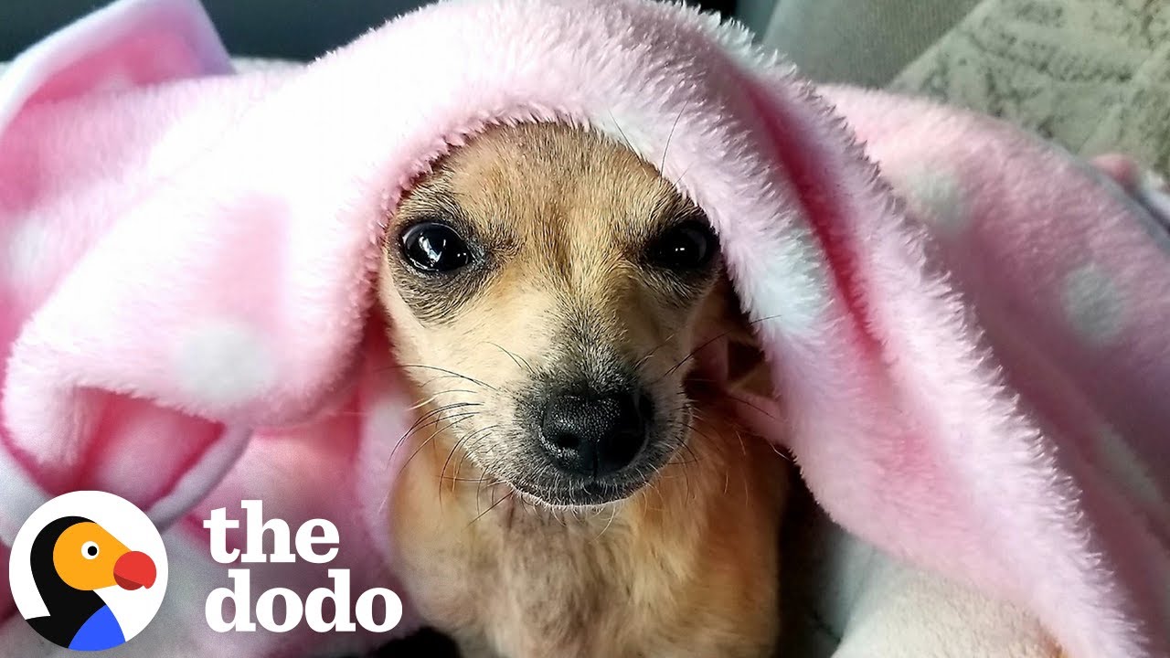 Someone Adorable Was Abandoned In This Doghouse | The Dodo - YouTube