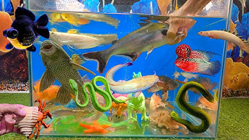 Video tổng hợp cá cảnh đẹp, động vật dễ thương, cá mập xanh, cá la hán, cá trê bông, sinh vật biển