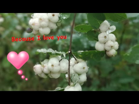 Because I love you--Shaking Steven  因為我愛妳【中英字幕】