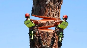 Most Dangerous Biggest Tree Felling Down With Chainsaw - Amazing Tree Cutting On Another Level