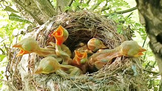 All the babies are trying to come out of the nest because of hunger @birdsandbaby8259
