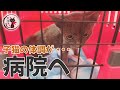 【道路の真ん中で保護した子猫】スイちゃん再び病院へ…