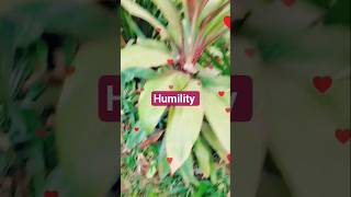 #humility#humanity#life#shortvideo#shorts#attitude#growth#