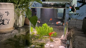 Hồ cá úp ngược DIY